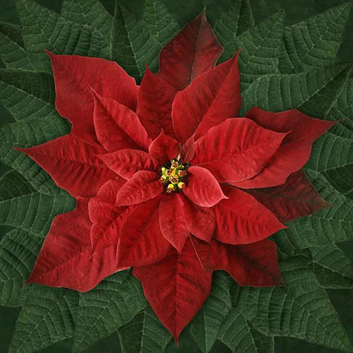 Dream Big Holiday Panel - Red Poinsettia