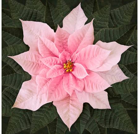 Dream Big Holiday Panel - Pink Poinsettia