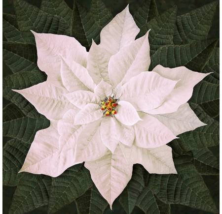 Dream Big Holiday Panel - White Poinsettia